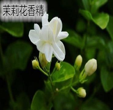 茉莉花香精.PNG