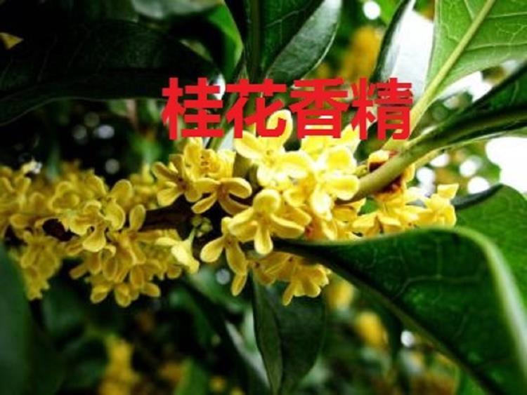 桂花香精.jpg