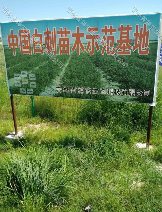 白刺果苗地 (3).jpg